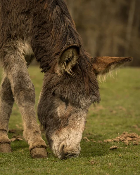 Vertikal Närbild Häst Betar Ett Fält Täckt Med Grönt Gräs — Stockfoto