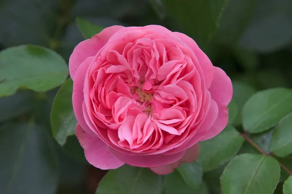 Närbild Rosa Rose Leonardo Vinci Trädgården — Stockfoto