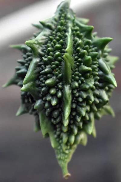 Nahaufnahme Frischer Bittergurke Bittergurke Momordica Charantia Oder Bittermelone Mit Geschnittenen — Stockfoto