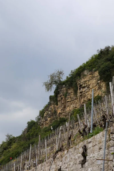 Ein Vertikaler Blick Auf Den Weinberg Auf Einer Steintreppe — Stockfoto