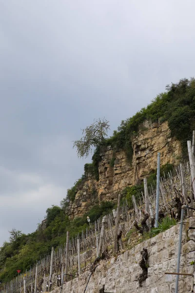 Tiro Vertical Vinha Uma Escada Apedrejada — Fotografia de Stock