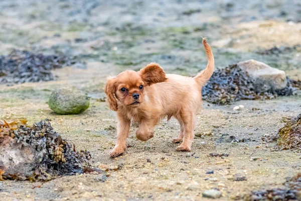 Süvari Köpek Kralı Charles Sahilde Oynayan Yakut Bir Köpek Yavrusu — Stok fotoğraf