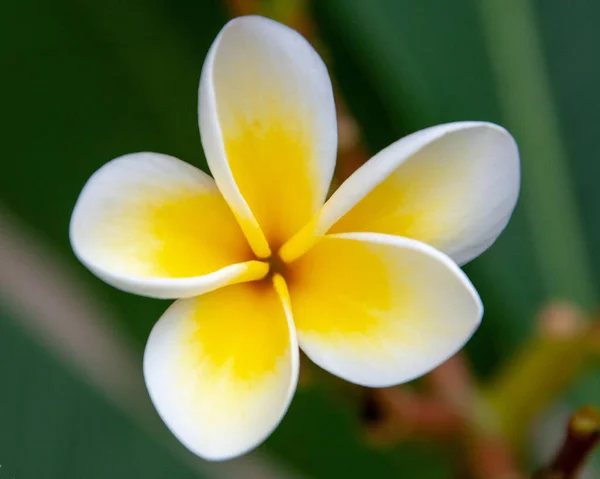 Eine Nahaufnahme Einer Roten Frangipani Blume Die Auf Grünem Hintergrund — Stockfoto