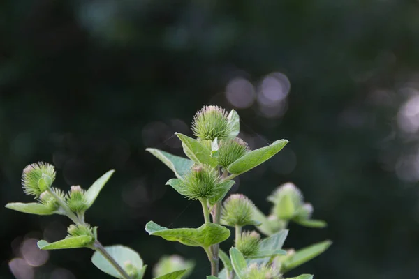 Close Burdock Leaves Growing Wild Mountains Cordoba Argentina — Stock Photo, Image