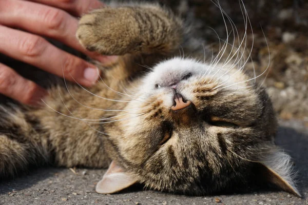 Tiro Foco Seletivo Uma Mão Tocando Gato Preto Tabby Chão — Fotografia de Stock