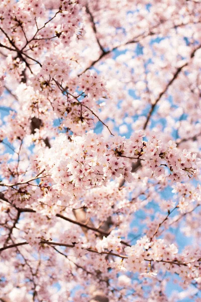 Vertikal Bild Blommande Körsbär Med Rosa Blommor Grenarna — Stockfoto