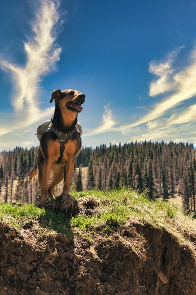 晴れた日に屋外を歩く羊飼いの犬の垂直ショット — ストック写真