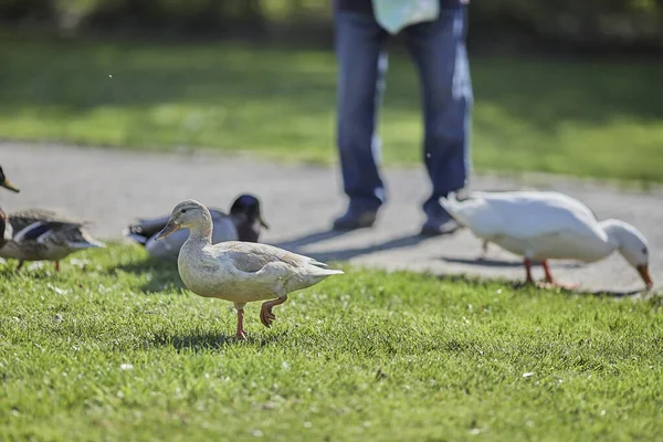 Beautiful Shot Adult Man Feeding Ducks Park Beautiful Sunny Day — Stock Photo, Image