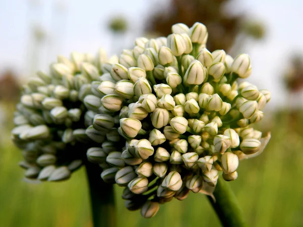 Plan Sélectif Une Fleur Allium Senescens — Photo