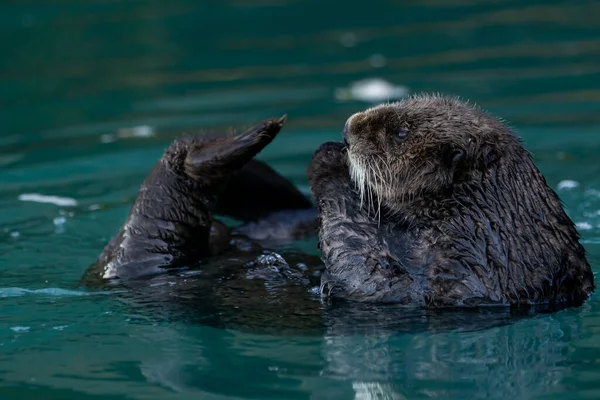 A closeup shot of a cute sea otter in the water