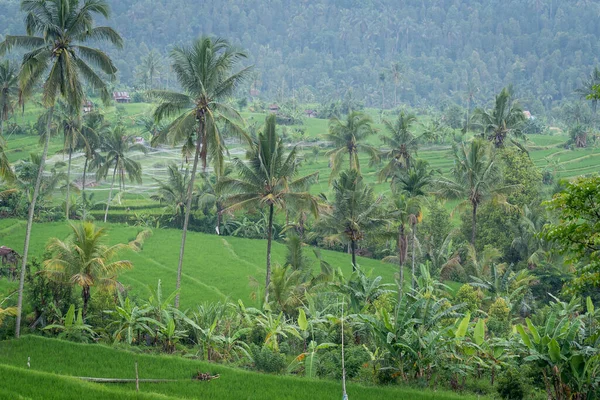 Bali Endonezya Daki Pirinç Tarlalarının Yeşilliğin Doğal Manzarası — Stok fotoğraf