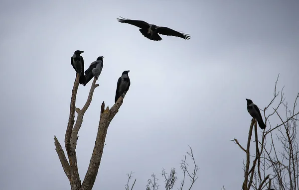 葉のない木の枝に座っている灰色のカラスの低角度のショット — ストック写真