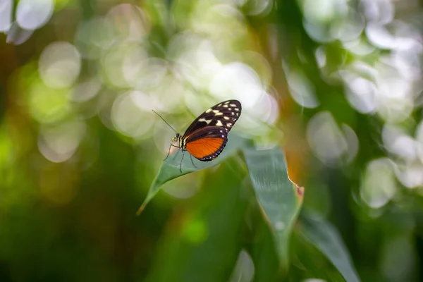 Bella Fotografia Colori Oggetto Primaverile — Foto Stock