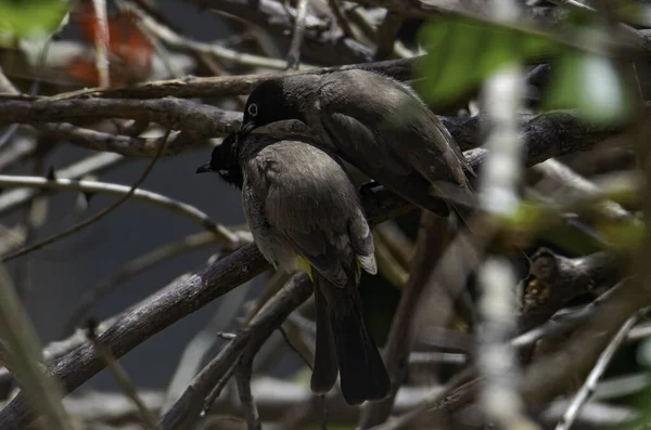 一对黄尾鸟栖息在树枝上 背靠着模糊的背景 — 图库照片