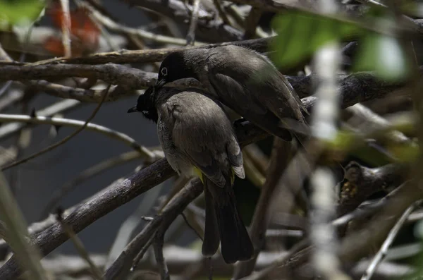 背景がぼやけている木の枝に群生する黄色の尾をしたいくつかのブルブル鳥 — ストック写真