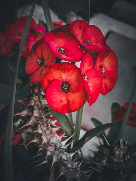 Blooming Red Euphorbia Milii Flowers Blurred Background — Stock Photo, Image