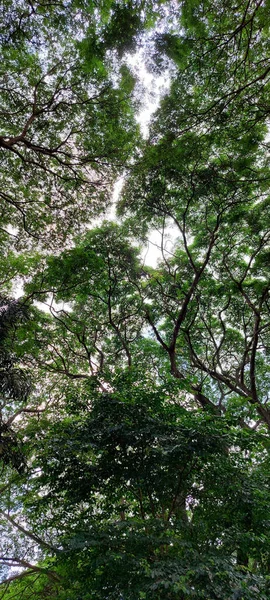 Μια Κάθετη Λήψη Δέντρων Στο Δάσος — Φωτογραφία Αρχείου