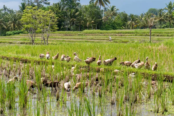 Una Bandada Patos Campo Arroz Bali Indonesia —  Fotos de Stock