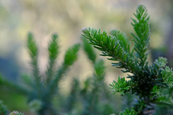 Macro View Green Leaves Spruce — Stock Photo, Image