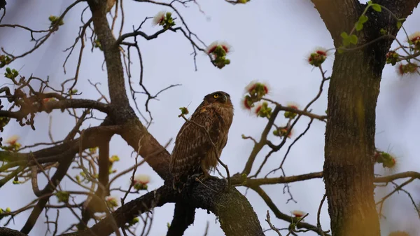 インドのタドバ国立公園の木の枝に座っているフクロウのクローズアップショット — ストック写真