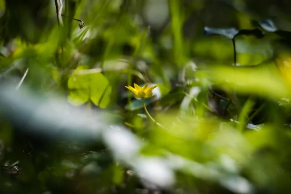 Ein Flacher Fokus Einer Schönen Gelben Blume Einem Garten — Stockfoto