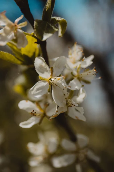 가지를 꽃으로 수직으로 Prunus Sponosa — 스톡 사진