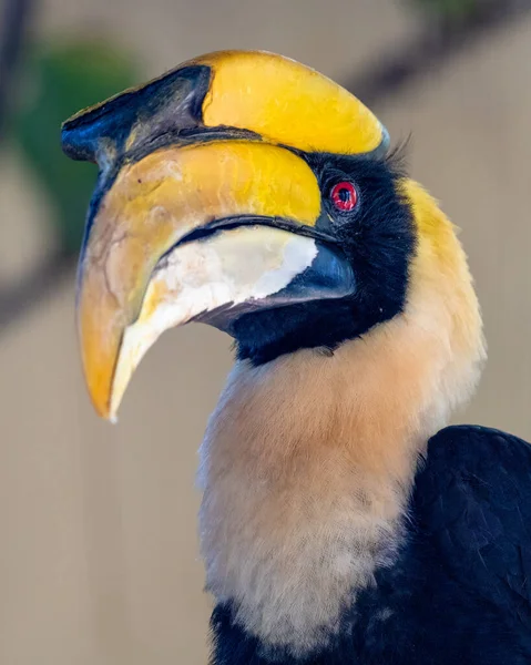 Nahaufnahme Eines Vogels Mit Gelbem Kopf Und Großem Schnabel — Stockfoto