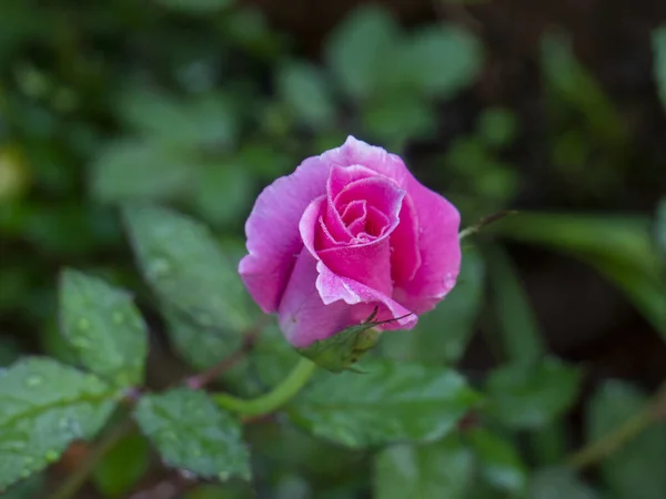 葉裏がぼやけたピンク色のバラの花 庭にピンクのバラ — ストック写真