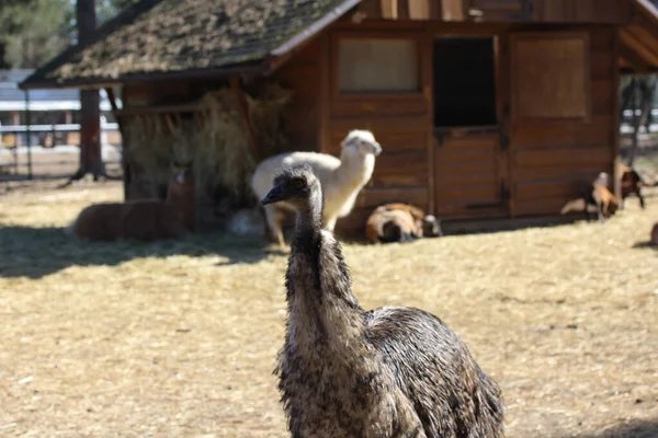 Closeup Ostrich Emu Standing Farm Alpacas Wooden Hut — Stock Photo, Image
