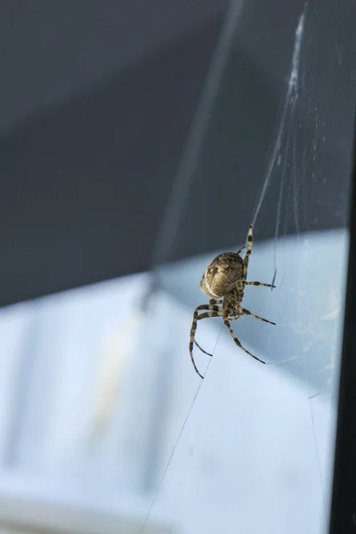 A vertical shot of a cross spider in front of a glass window