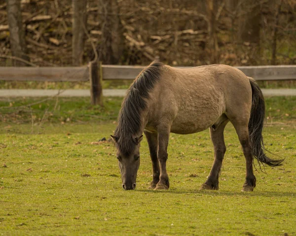 Großaufnahme Eines Pferdes Das Auf Einem Mit Grünem Gras Bedeckten — Stockfoto