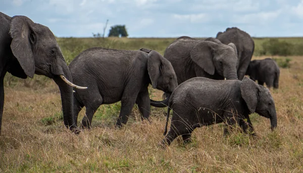 Manada Grandes Elefantes Africanos Caminhando Campo Dia Ensolarado — Fotografia de Stock