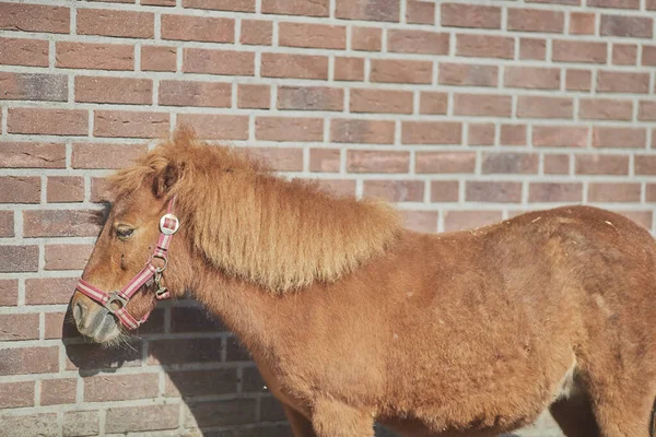 Krásný Záběr Hnědého Koně Noma Stojícího Zdi Červených Cihel Jasném — Stock fotografie