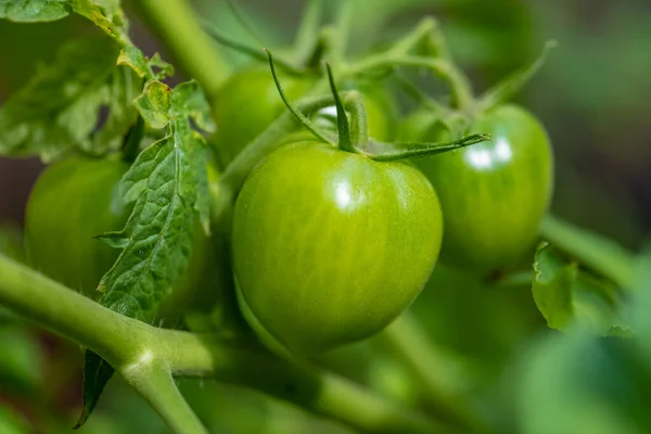 有機栽培の家庭菜園で育てる新鮮なトマト — ストック写真