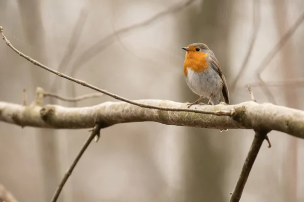 一只可爱的欧洲知更鸟栖息在树枝上的特写镜头 — 图库照片