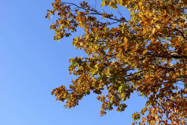Sonbahar Yapraklarının Alçak Açısı Mavi Gökyüzü Arka Planında Bir Ağaçta — Stok fotoğraf