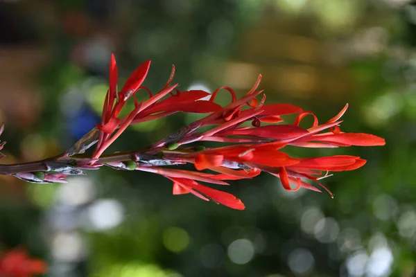 Vertical Closeup Shot Red Canna Lily Flower Garden Green Blurry — Stock Photo, Image