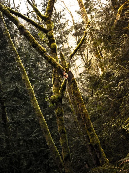 Egy Függőleges Lövés Mohás Csendes Óceáni Északnyugati Erdőben Usa — Stock Fotó