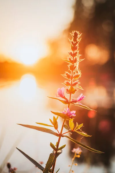 Willowherd Verlicht Door Kleurrijke Zonsondergang — Stockfoto