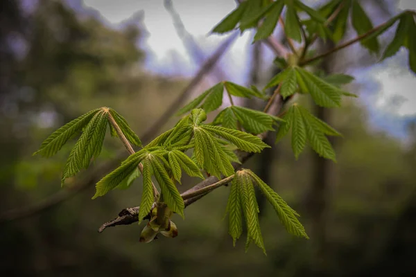 马栗树生长在马栗树树枝上的绿叶的特写 — 图库照片