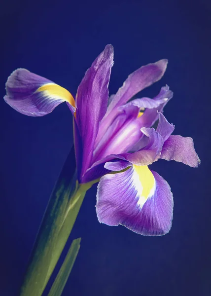 Een Verticaal Macro Shot Van Een Paarse Iris Bloem Tegen — Stockfoto