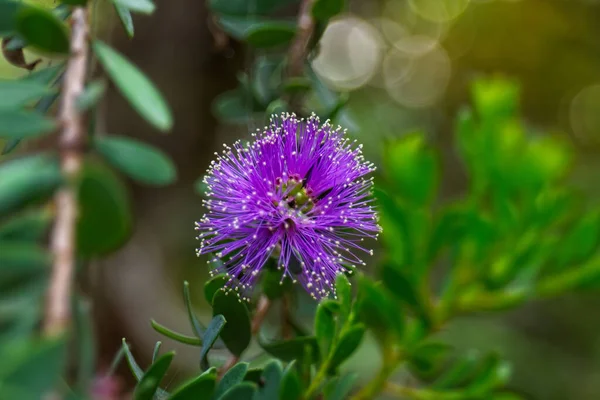 Una Flor Pincel Botella Púrpura Creciendo Los Angeles California — Foto de Stock
