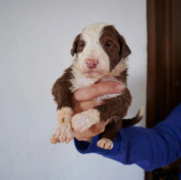 Egy Kéz Kezében Egy Aranyos Szakállas Collie Puppy Fehér Fal — Stock Fotó
