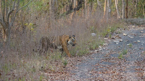 Zbliżenie Tygrysa Przechodzącego Przez Rośliny Lesie — Zdjęcie stockowe