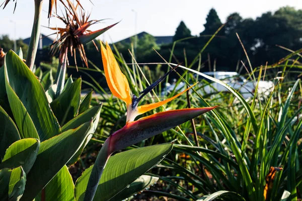 Closeup Shot Crane Flower Strelitzia Reginae Blooming Garden — Stock Photo, Image