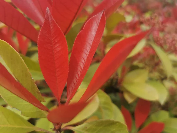 Close Folhas Vermelhas Longas Que Crescem Contra Plantas Verdes — Fotografia de Stock