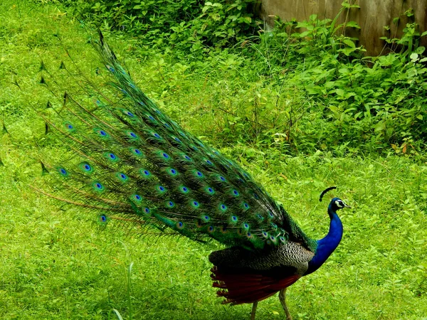 Ein Pfau Tanzt Der Natur Indiens Nationalvogel — Stockfoto