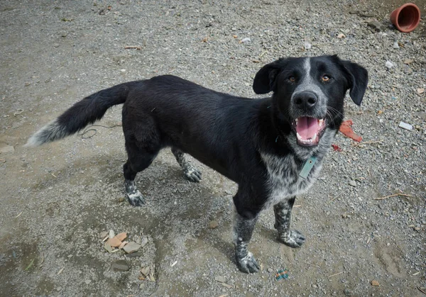 Cão Preto Com Boca Aberta Olhando Para Câmera Abrigo Para — Fotografia de Stock