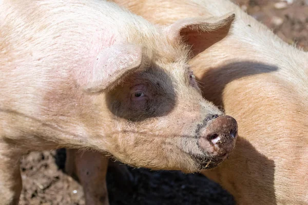 Pink Pig Farm Portrait Head — Stock Photo, Image