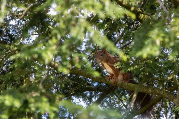 公園の木の上に隠れているリスの美しいショット — ストック写真